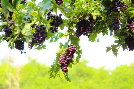 Pics are from directly in grapes gardenの写真素材