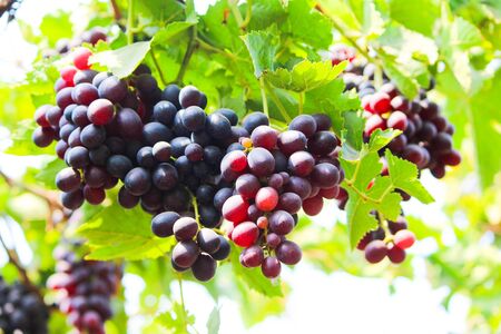 Pics are from directly in grapes gardenの写真素材