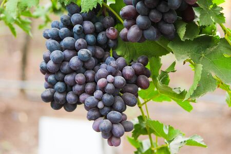 Pics are from directly in grapes gardenの写真素材