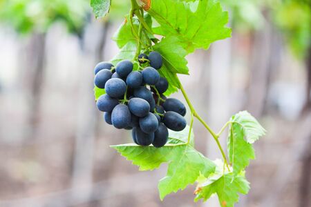 Pics are from directly in grapes gardenの写真素材