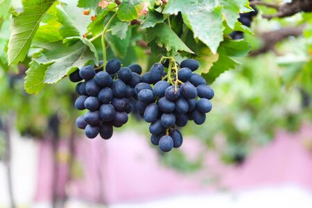 Pics are from directly in grapes gardenの写真素材