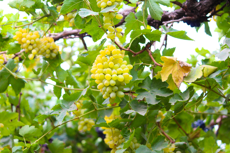 Pics are from directly in grapes gardenの写真素材