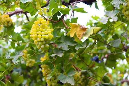 Pics are from directly in grapes gardenの写真素材