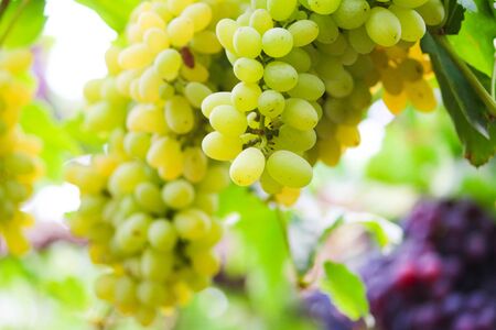 Pics are from directly in grapes gardenの写真素材