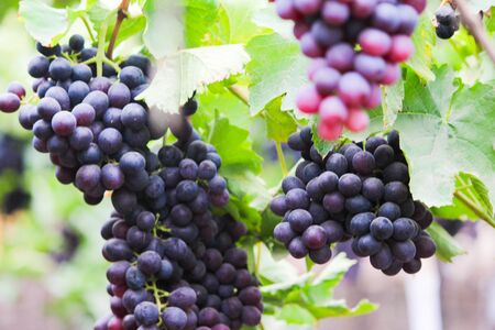 Pics are from directly in grapes gardenの写真素材