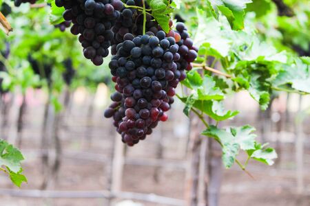 Pics are from directly in grapes gardenの写真素材