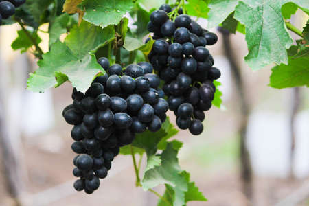 Pics are from directly in grapes gardenの写真素材
