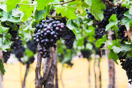 Pics are from directly in grapes gardenの写真素材