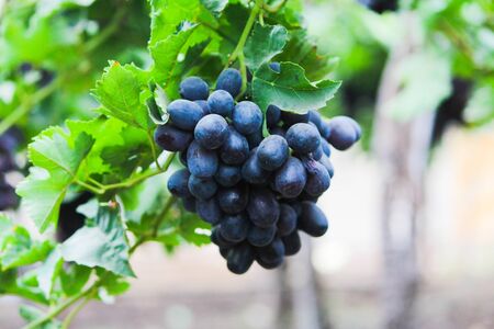 Pics are from directly in grapes gardenの写真素材