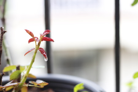 Plantの写真素材