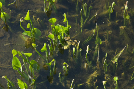 Pond and frog