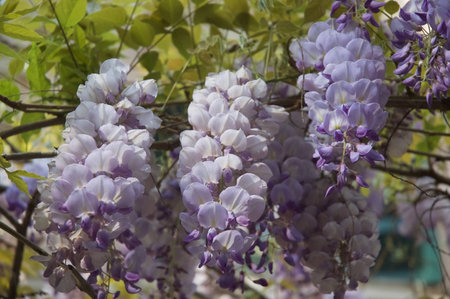 Wisteria (5th)の写真素材