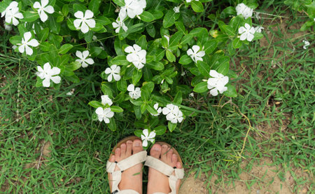 White Periwinkle, White vinca rosea flowers blossom in the summer park garden. White Catharanthus roseus, Madagascar periwinkle, Vinca, Cayenne jasmine.の写真素材