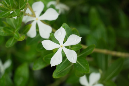 White Periwinkle, White vinca rosea flowers blossom in the summer park garden. White Catharanthus roseus, Madagascar periwinkle, Vinca, Cayenne jasmine.の写真素材