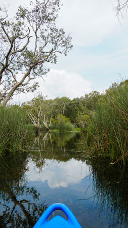 Kayaking at Rayong Botanical Gardens, a wetland ecosystem open to the public to promote ecotourism, Klaeng district, Rayong, Thailand. Concept water sports adventure activities. Wild Tropical forest with green plants growing in the water.の写真素材