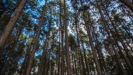 Pine forest. Caribbean pine (Pinus caribaea) trees are long row. Pine park at Chiang Mai, Thailand....