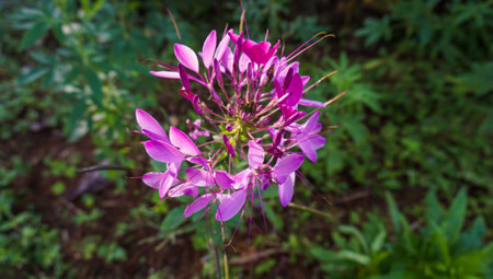 Close-up image of the summer flowering Cleome pink flower also known as Spider flower or Grandfather's Whiskers. Spider Flower - Queen violet flowering with violet flowers with fascinating long stamens that protrude out in the early autumnの写真素材