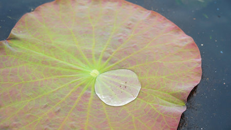 Close-up view of a green lush lotus leaf with water droplets that roll on the hydrophobic surface and glitter under bright summer sunshine. shallow focus and blurred backgroundの写真素材