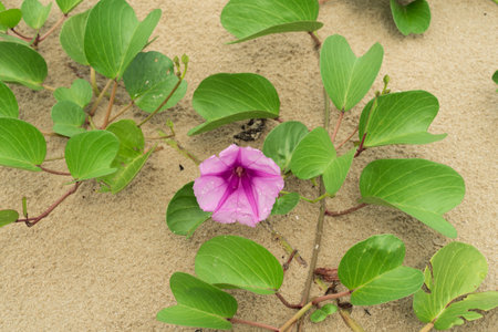 Ipomoea pes-caprae, also known as bayhops, bay-hops, beach morning glory or goat's foot, is a common pantropical creeping vine. It grows on the upper parts of beaches and endures salted air.の写真素材
