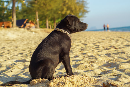 Close-up of puppy dog sitting on sand at beach against sky during sunrise. Black dog on sandy shoreline sitting in the sand with the beach in the background.の写真素材