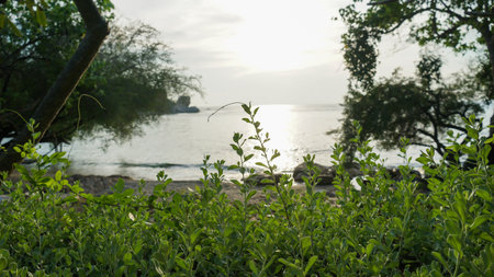 Palm tree beach defocused. Abstract seascape with palm tree, tropical beach background. blur bokeh light of calm sea and sky. Scenic view of palm trees and sea on background of spectacular sunlight.の写真素材