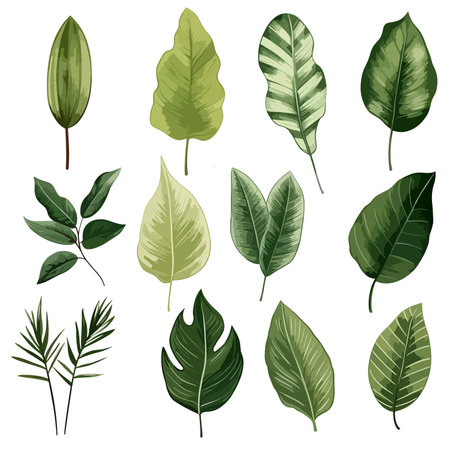Tropical branches and leaves large collection. Isolated set of leafage of palms and palmetto, banana and monstera, jungles and foliage decor, vegetation of jungles. cartoon vector icon clipartのイラスト素材