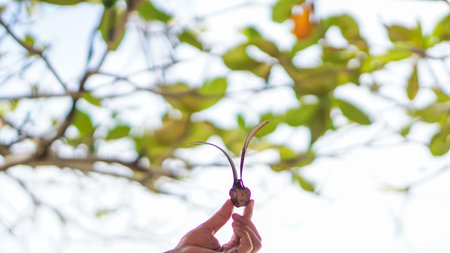 dry dipterocarpus flower Gurjan, Keruing, Yang Naa flower. Dipterocarpus alatus seed. Detail of an...
