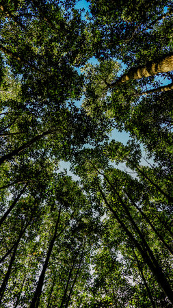 Bottom view of tall trees in evergreen forest. Blue sky in background. looking up, low angle shot....