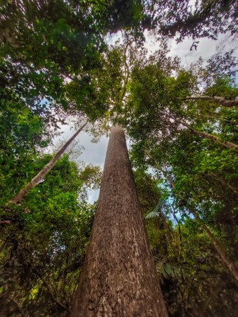 Bottom view of tall trees in evergreen forest. Blue sky in background. looking up, low angle shot....