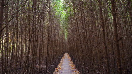 Wooden bridge in a mangrove forest. Boardwalk curving near wooden pillar in mangrove forest. Wooden bridge in flooded rain forest jungle of mangrove trees.の写真素材