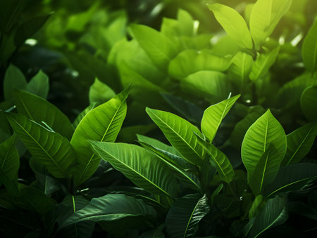 creative layout, green leaves with white square frame, flat lay. Green leaves pattern background, natural background and wallpaper. Nature of green leaf in garden at summer. Natural green leaves plants using as spring background.の素材