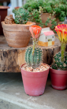 exotic flower on cactus plant. Flowers of a cactus. Beautiful cactus flowers. The cactus is Echinopsis backebergii known as spider cactus or dwarf chin cactus.の写真素材
