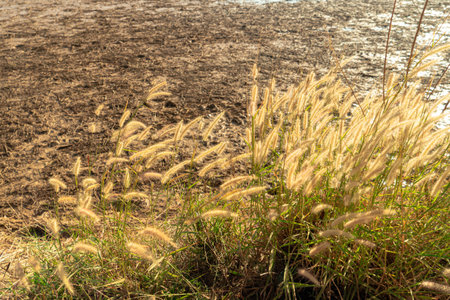 Swaying bright golden grass flower. Silhouette with wild grass flower blossom in a field and golden...