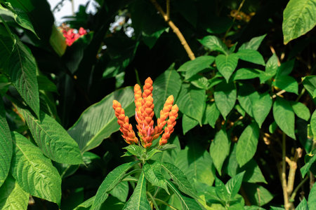 Orange flowers on a Panama Queen plant in a tropical garden. Orange Shrimp Plant. Pretty red wild...