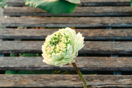 Beautiful white water lily flower with leaves in a pond, beauty in nature concept. Summer elegance, blooming lotus blossom. A lotus flower with white petals found in a pond wooden bridge background.の写真素材