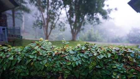 Rainy day in garden. Close Up wet green leaves on fence in the park forest. Natural fallen foliage. Fall rainy season concept. Nature background. Autumn wallpaper. day, evening. green grassの写真素材