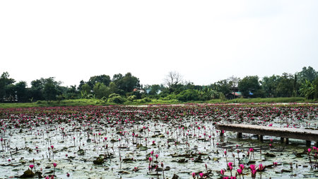 lotus farm in the morning. The Cambodia Lotus farm landscape. fresh leaves and beautiful water lilies in the lotus farm field at Nakhon Nayok Province, Thailandの写真素材