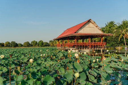 Traditional Thai style pavilion at lotus pond. wood Thai pavilion reflect in sunset. Old wooden thai pavilion on the river.の写真素材