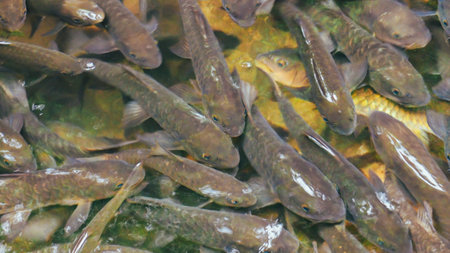 Antimony fish in the waterfall on natural background. Chanthaburi Thailand. Top view. A group of...
