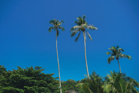 Landscape of coconut palm tree on tropical beach in summer of Thailand. A group of very tall coconut...