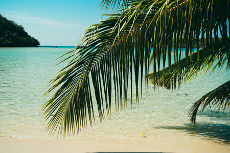 Tropical sand beach with palm leaves. Palm trees against blue sky, Palm trees at tropical coast, coconut tree. summer rest concept. Sunny tropical paradise beach with white sand and palms.の写真素材