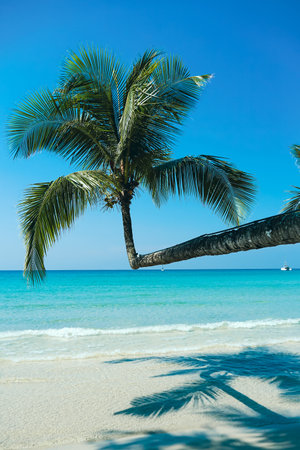Beautiful beach with palms and turquoise sea in Koh Kood island, Thailand. Tropical sea beach with sand and coconut tree clear blue sky background. Sunny white sand beach Summer vacation and tropical beach concept.の写真素材