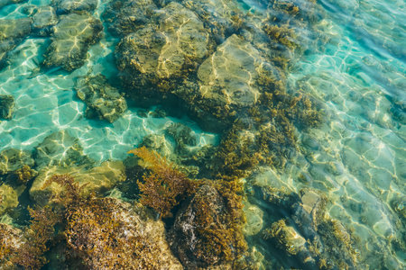 Top view of coral and algae over the sand in the see. Clear and transparent beach. Clear sea water...