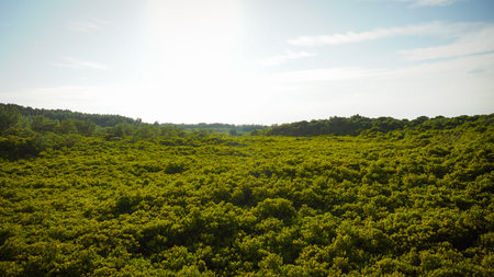 Closeup green mangrove leaves with blurred mangrove forest as background at Golden Mangrove Field at Thung Prong Thong, Rayong Province, Thailand. View of mangrove forest, consisting of pine trees and mangrove trees is a large mangrove forest.の写真素材