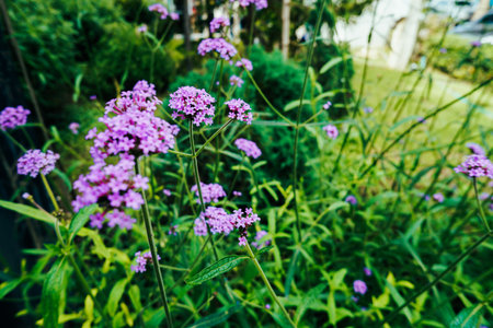 Tall verbena or purpletop vervain Verbena bonariensis flowers on the natural background. Ornamental plant for gardens and parks. Selective focus.の写真素材