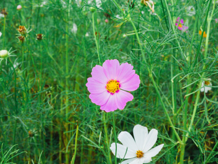 Beautiful cosmos flowers blooming in garden. Colorful cosmos flowers in spring. Cosmos flowers at...