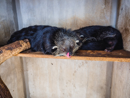 Close-up pandanus civet or weasel in cage. Civet cat animal in captivity at coffee plantation farm in Vietnam, animal's rights.の写真素材