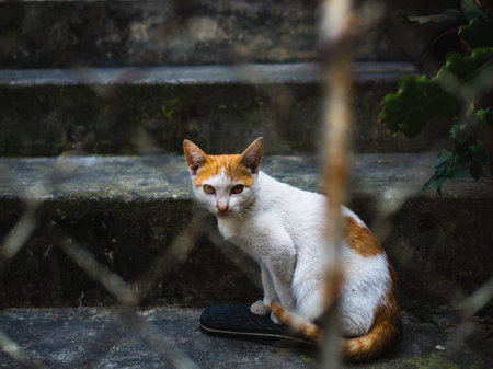 portrait of a cat on the street. Cute striped tabby cat sits on a car roof. On the urban road there sits a fluffy cat without a home adorned with a coat of black and white fur and sporting vibrant yellow eyesの写真素材