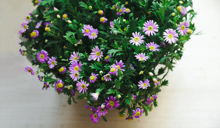 Closeup shot of purple daisies growing in a field. Beautiful flowering bush of Osteospermum. The magenta-lilac color petal flowers in shallow depth of field. They are known as the daisy bushes or African daisies, South African daisy and Cape daisy.の写真素材
