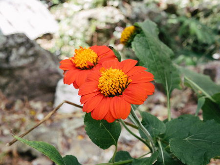Red Flower against the background of a green tree. Colorful red yellow flower heads of early bloomer...